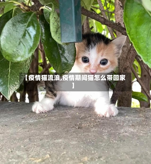 【疫情猫流浪,疫情期间猫怎么带回家】-第2张图片