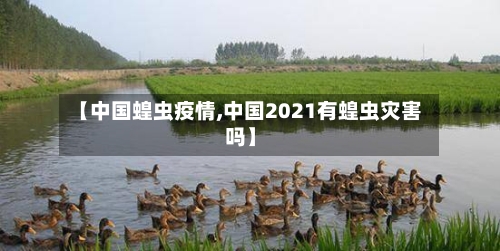 【中国蝗虫疫情,中国2021有蝗虫灾害吗】