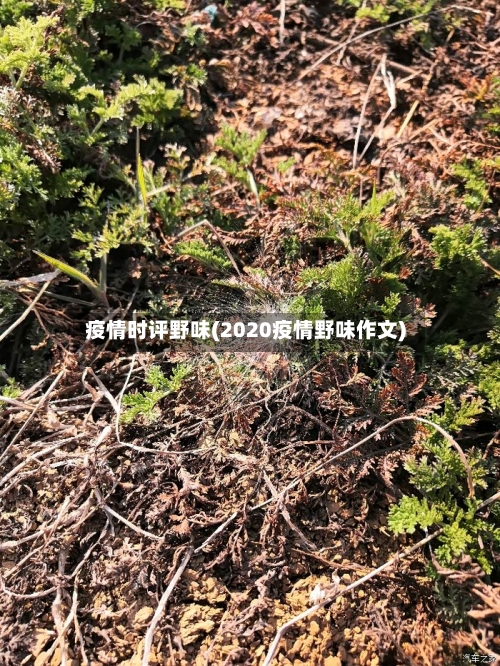 疫情时评野味(2020疫情野味作文)-第2张图片
