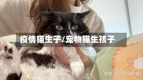 疫情猫生子/宠物猫生孩子-第2张图片
