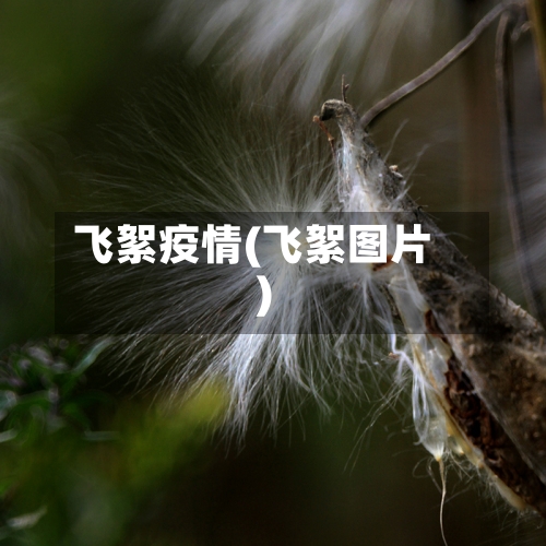 飞絮疫情(飞絮图片)