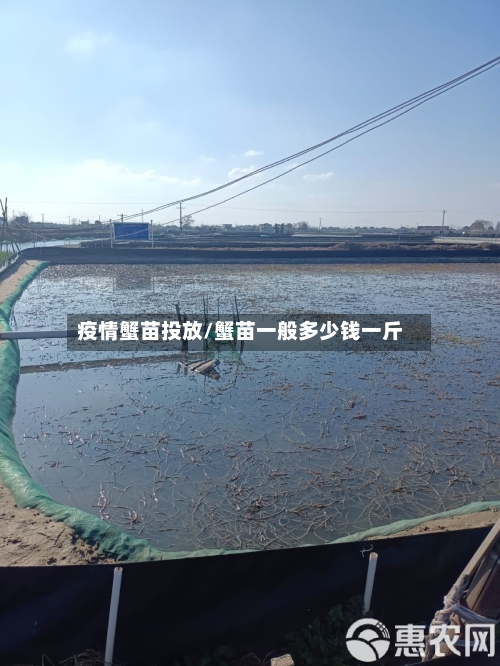 疫情蟹苗投放/蟹苗一般多少钱一斤
