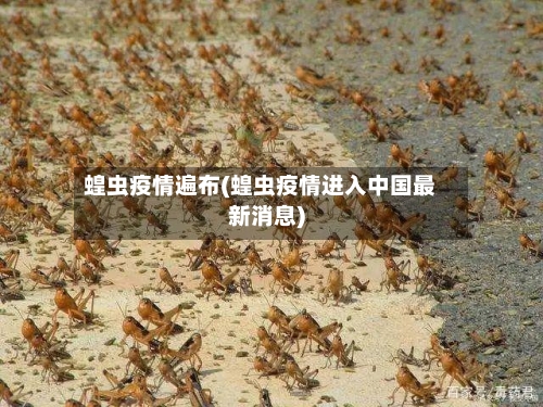 蝗虫疫情遍布(蝗虫疫情进入中国最新消息)