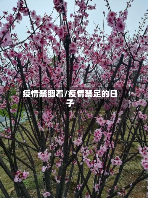 疫情禁锢着/疫情禁足的日子-第2张图片