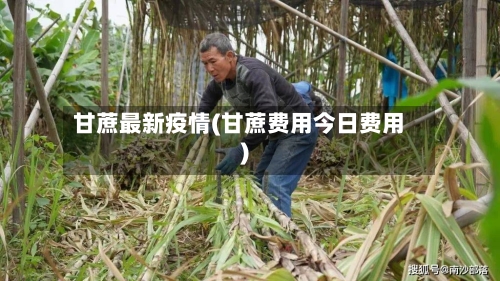 甘蔗最新疫情(甘蔗费用今日费用)-第2张图片