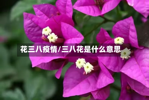 花三八疫情/三八花是什么意思-第2张图片