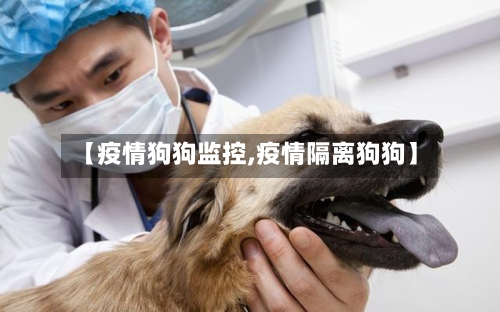 【疫情狗狗监控,疫情隔离狗狗】