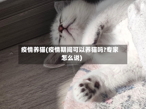 疫情养猫(疫情期间可以养猫吗?专家怎么说)-第2张图片