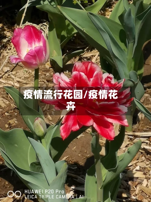 疫情流行花园/疫情花卉