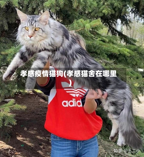 孝感疫情猫狗(孝感猫舍在哪里)