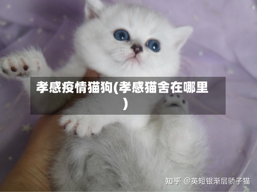 孝感疫情猫狗(孝感猫舍在哪里)-第2张图片