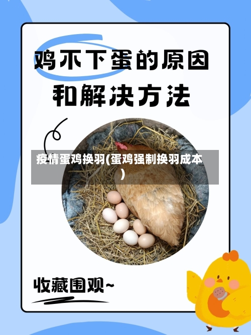 疫情蛋鸡换羽(蛋鸡强制换羽成本)-第2张图片