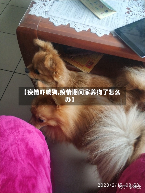 【疫情吓唬狗,疫情期间家养狗了怎么办】-第2张图片