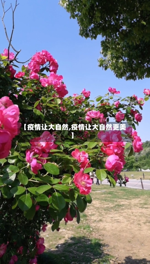 【疫情让大自然,疫情让大自然更美】