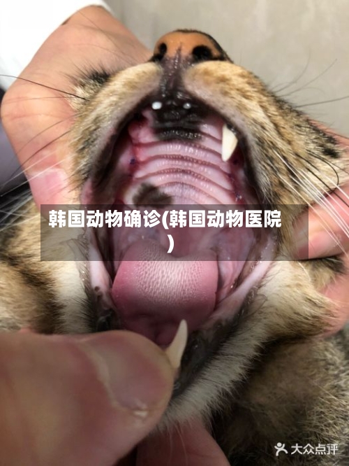 韩国动物确诊(韩国动物医院)-第3张图片
